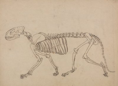 人体の構造と虎および家禽の構造の比較解剖学的説明：虎の骨格、側面図（表IVのキー・フィギュアのための研究） 作： ジョージ・スタッブス