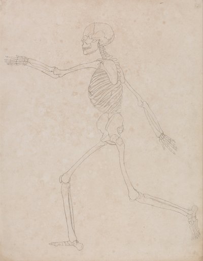 人体の構造と虎および家禽の構造の比較解剖学的説明：ヒトの骨格、側面図（当初は表IIIを構成する重要な図として作成されたが、後に放棄された可能性がある） 作： ジョージ・スタッブス