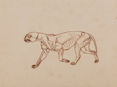 人体の構造と虎および家禽の構造の比較解剖学的解説：  ヒョウの体、側面図 作： ジョージ・スタッブス
