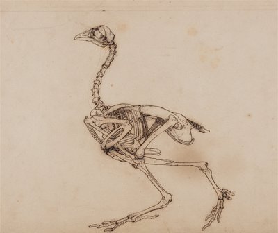 人体の構造と虎および家禽の構造の比較解剖学的説明：  ドーキング・ヘンの骨格、側面図（おそらく未発表のキー・フィギュア用に作成されたものであろう） 作： ジョージ・スタッブス