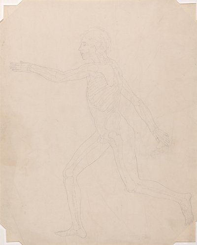 人体の構造と虎および家禽の構造の比較解剖学的説明：人体側面図 作： ジョージ・スタッブス