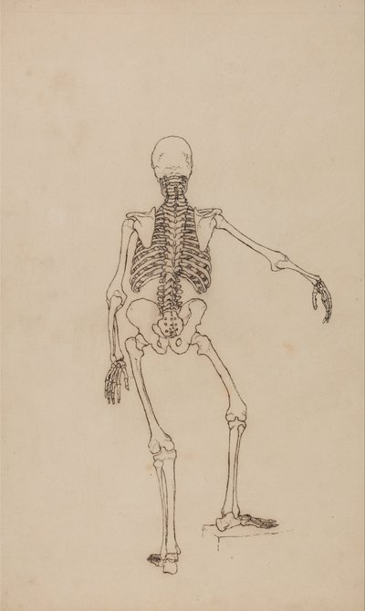 人体の構造と虎および家禽の構造の比較解剖学的解説：ヒトの骨格、後面 作： ジョージ・スタッブス