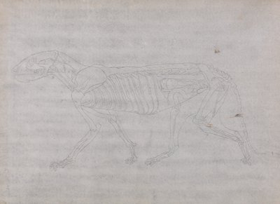 人体の構造と虎および家禽の構造の比較解剖学的解説：虎の体、側面図 作： ジョージ・スタッブス