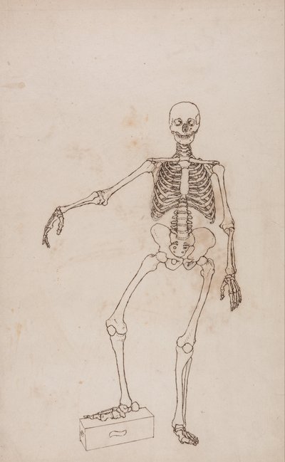 人体の構造と虎および家禽の構造の比較解剖学的解説：人間の骨格、前面図 作： ジョージ・スタッブス