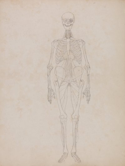 人体の構造と虎および家禽の構造の比較解剖学的解説：  人体前面図（概要図） 作： ジョージ・スタッブス