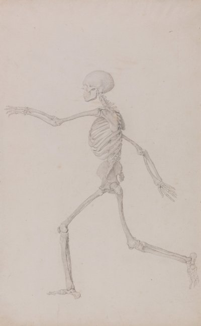 人体の構造と虎および家禽の構造の比較解剖学的説明：ヒトの骨格、左から見た側面図、走る（表III用完成習作） 作： ジョージ・スタッブス