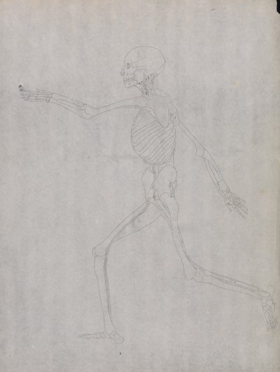人体の構造と虎および家禽の構造の比較解剖学的説明：人体側面図 作： ジョージ・スタッブス