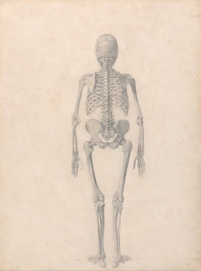 人体の構造と虎および家禽の構造の比較解剖学的説明：ヒトの骨格、後面（表IIのための完成研究） 作： ジョージ・スタッブス