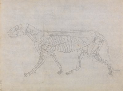人体の構造と虎および家禽の構造の比較解剖学的解説：虎の体、側面図 作： ジョージ・スタッブス