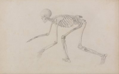 人体の構造と虎および家禽との比較解剖学的説明：人体骨格側面図（這い這い姿勢、未発表表用完成習作） 作： ジョージ・スタッブス