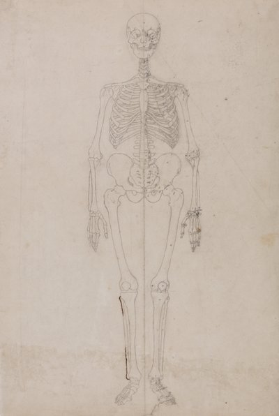 人体の構造と虎および家禽の構造の比較解剖学的解説：  人間の骨格、前面図（最終研究） 作： ジョージ・スタッブス