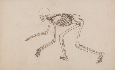 人体の構造と虎および家禽の構造の比較解剖学的解説：人体骨格側面図 作： ジョージ・スタッブス