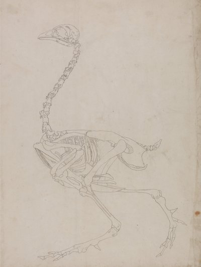 人体の構造と虎および家禽の構造の比較解剖学的解説：  家禽の骨格、側面図（骨格の外形図） 作： ジョージ・スタッブス
