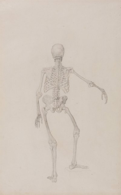 人体の構造と虎および家禽の構造の比較解剖学的説明：人体骨格・後面図（右腕を伸ばした状態、未発表表のための完成図） 作： ジョージ・スタッブス
