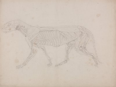 人体の構造と虎および家禽の構造の比較解剖学的解説：虎の体、側面図 作： ジョージ・スタッブス