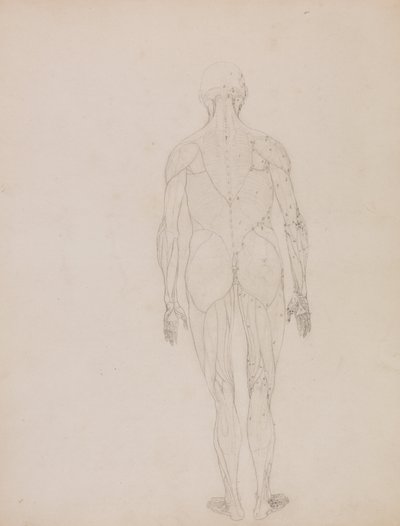 人体の構造と虎および家禽の構造の比較解剖学的説明：人体後面図（表XIIのキー・フィギュアのアウトライン・ドローイング） 作： ジョージ・スタッブス