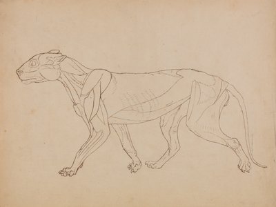 人体の構造と虎および家禽の構造の比較解剖学的説明：  虎の体、側面図（おそらくキーフィギュアのベースとして作成されたものであろう） 作： ジョージ・スタッブス