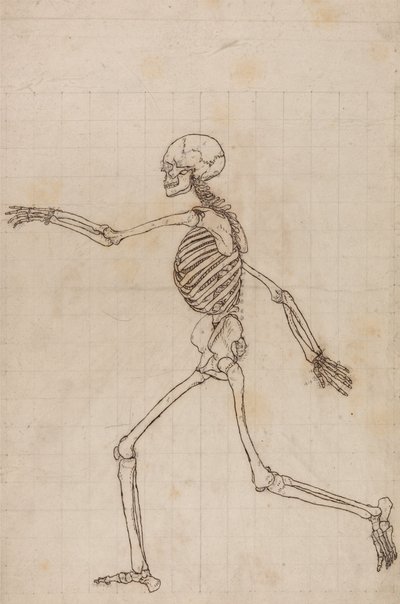 人体の構造と虎および家禽の構造の比較解剖学的解説：人体骨格側面図 作： ジョージ・スタッブス