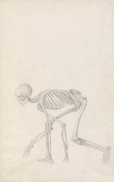 人体の構造と虎および家禽の構造の比較解剖学的説明：人体骨格側面図（クラウチング姿勢、未刊行テーブルのための完成習作） 作： ジョージ・スタッブス