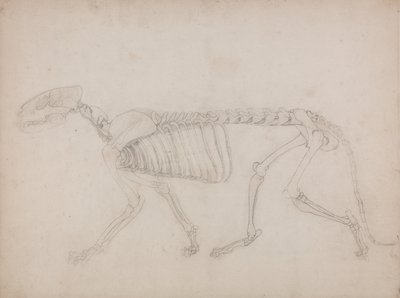 人体の構造と虎および家禽の構造の比較解剖学的解説：虎の骨格、側面図 作： ジョージ・スタッブス