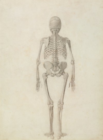 トラと一般的な鳥のそれと人体の構造の比較解剖学的説明：人間の骨格、後面図 作： George Stubbs