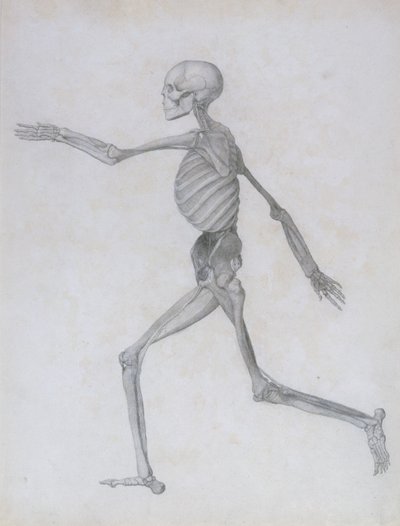 人体の構造と虎および一般的な家禽の構造の解剖学的説明の比較：人間の姿、側面図、1795-1806 作： George Stubbs