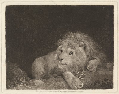 Um Leão [Um Leão reclinado] 作： George Stubbs