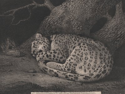 眠るヒョウ 作： George Stubbs