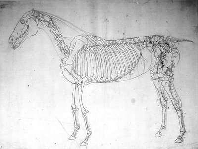 馬の解剖学的研究(紙にペンとインクと鉛筆) 作： George Stubbs