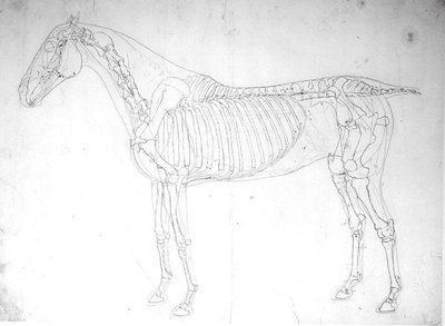 馬の解剖学的研究(紙にペンとインクと鉛筆) 作： George Stubbs