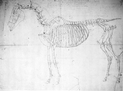 馬の解剖学的研究(紙にペンとインクと鉛筆) 作： George Stubbs