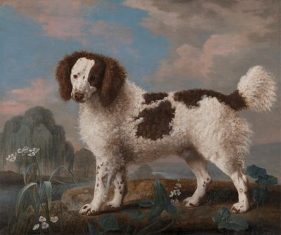 茶色と白のノーフォークまたはウォータースパニエル 作： George Stubbs