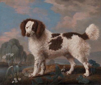 茶色と白のノーフォークまたはウォーター スパニエル、1778 年。 作： George Stubbs