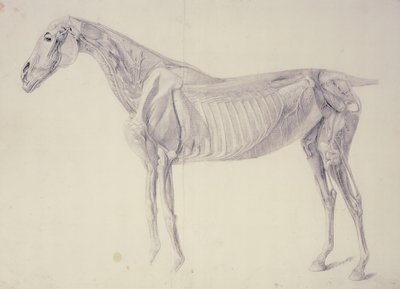 馬の解剖学の図 作： George Stubbs