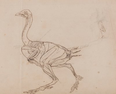 ドーキング鶏の体側面図（筋肉の輪郭線図） 作： George Stubbs