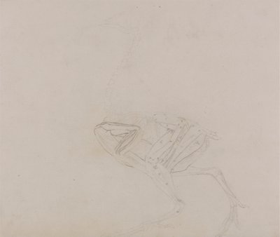 ドーキング鶏の体、横から見た図 (解剖後期の体と手足の筋肉の研究) 作： George Stubbs