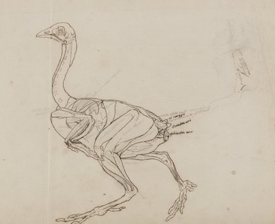 ドーキング鶏の体、側面図、「人体の構造とトラおよび一般的な鳥の構造の比較解剖学的説明」から 作： George Stubbs