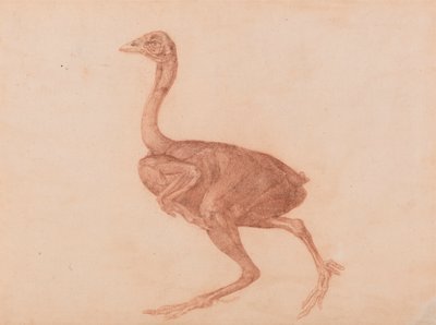 Doking めんどり、側面図 作： George Stubbs