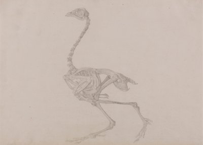 Dorking Hen Skeleton、Lateral View (未発表の表の完成した研究) 作： George Stubbs