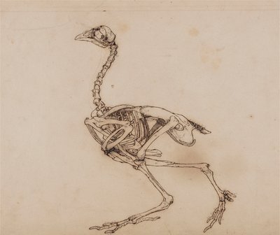 Dorking Hen Skeleton, Lateral View (おそらく未発表の主要人物のために準備されたもの) 作： George Stubbs