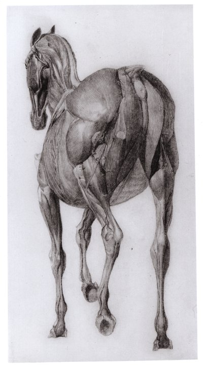漸進的に解剖された馬の筋肉構造の背面図、1766年の馬の解剖学からの研究No.7 作： George Stubbs