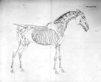馬の解剖学」からの第5解剖表（エングレービング） 作： George Stubbs