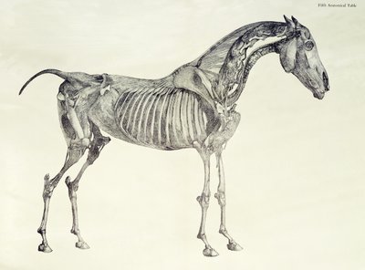 「馬の解剖学」の第5解剖学的表 作： George Stubbs