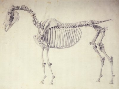 「馬の解剖学」の第5解剖学的表 作： George Stubbs