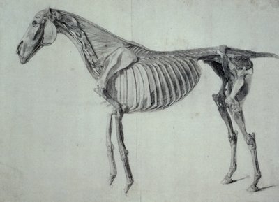 馬の第5解剖学的テーブルの完成した調査（紙の黒鉛） 作： George Stubbs