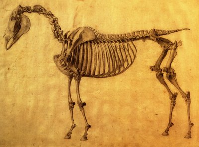 馬の最初の骨格表の研究が終了したc。 1766（紙に黒鉛） 作： George Stubbs