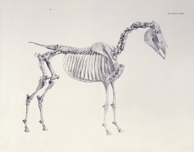 「馬の解剖学」の最初のスケルトンテーブル 作： George Stubbs