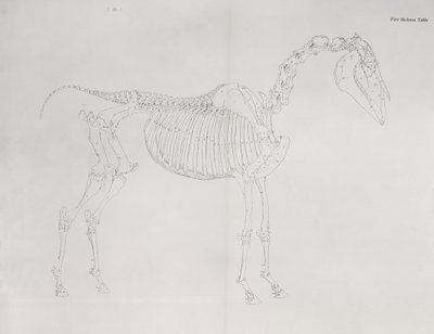 「馬の解剖学」の最初のスケルトンテーブル 作： George Stubbs