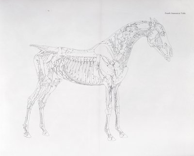 「馬の解剖学」の4番目の解剖学的表 作： George Stubbs