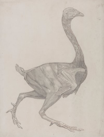 家禽の体、側面図 (おそらく、表 XV の彫刻用のプレートに移す準備ができている) 作： George Stubbs